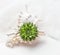 Tiny succulent growing in a seashell, decorative planting idea