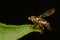 Tiny Syrphid Hover Fly