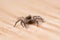 Tiny Tan jumping spider on the floor