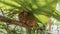 A tiny tarsier crouched on a tree branch under a large green leaf.