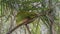 A tiny tarsier is resting on a tree branch, hiding under a large green leaf.