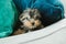 A tiny teacup yorkie puppy dog hiding between pillows on a couch arm with a teal and navy pillow