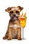 Tiny Terrier Dog with delicious Cocktail