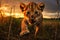 Tiny Terror: A Lion Cub\\\'s Adorable and Fierce Journey Through th