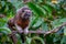 Tiny ti-ti ape standing on a branch