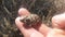 Tiny toad