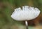 A tiny toadstool emerging from the grass in woodland.