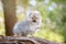 Tiny Toy Pomeranian puppy on a log in a forest