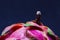 Tiny traveler on pink and green dragonfruit. Exotic traveling concept.