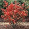 A tiny tree, a bush with red flowers in the garden. Flowering flowers, a symbol of spring, new life