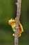 Tiny tree frog climbing on a branch