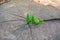 Tiny trees grow on a large tree stump