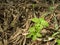 Tiny trees growing up on the rotten grass