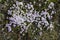 Tiny tundra flowers Moss Campion Silene acaulis in Swedish Lapland