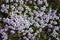 Tiny tundra flowers Moss Campion Silene acaulis in Swedish Lapland