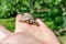 A tiny turtle sits on a man`s palm. Blurred green background