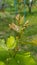 Tiny unripe bunch of grape closeup with green blurred background