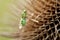 A tiny unusual Three-lined Soldier Fly, Oxycera trilineata, perching on a Teasel plant.