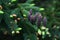 Tiny upright purple pinecones grow on spruce tree