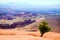 A tiny Utah juniper overlooks the canyons