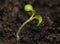 Tiny vegetable seedling