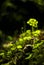 Tiny vegetation in a cave