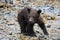 a tiny and very cute newborn grizzly baby on the coast