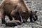 A tiny, very young grizzly baby with its mother on the coast of Katmai, alaska