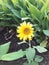 Tiny vibrant and bright sunflower