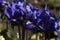 Tiny violet blue irises - pygmy spring flowers blossoming in the garden. Iris reticulata or Dwarf iris, Iridaceae, bulbaceous