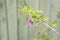 Tiny violet flower of Goji berry on its branch 1