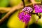 Tiny violet flowers of Callicarpa macrophylla, a species of beautyberry from Western Ghats