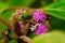 Tiny violet flowers of Callicarpa macrophylla, a species of beautyberry from Western Ghats