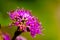 Tiny violet flowers of Callicarpa macrophylla, a species of beautyberry from Western Ghats