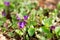 Tiny violet flowers in early spring, wild forest meadow, closeup