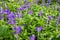 Tiny violet flowers in green grass, botanical garden photo closeup. Gentle floral abstraction. Summer garden flowerbed