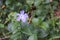 Tiny violet wild flower isolated