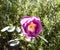 Tiny wasp feeding on a purple rose