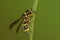 Tiny wasp honeybee on the grass flower