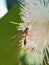 Tiny wasp hunting for nectar on yellow water apple flower