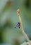 tiny wasp moth on green plant