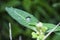 tiny water droplets on euphorbia heterophylla leaves