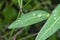 tiny water droplets on euphorbia heterophylla leaves