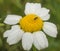 Tiny Weevil on Camomilla flower