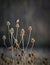 Tiny Whinchat sat on dry teasel thistle stem