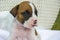 Tiny white brown boxer puppy with nose in spots