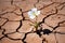 Tiny White Flower Breaking Through Dry Cracked Earth, Generative Ai