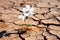 Tiny White Flower Breaking Through Dry Cracked Earth, Generative Ai