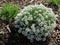 Tiny white flower bunches