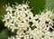 Tiny white flower clusters of Roughleaf Dogwood